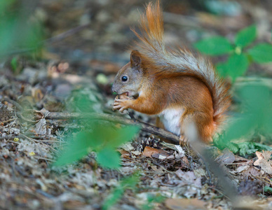 尼斯橙色 squirell 跳跃在城市公园寻找食物