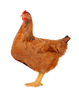 母鸡上白色隔离照片