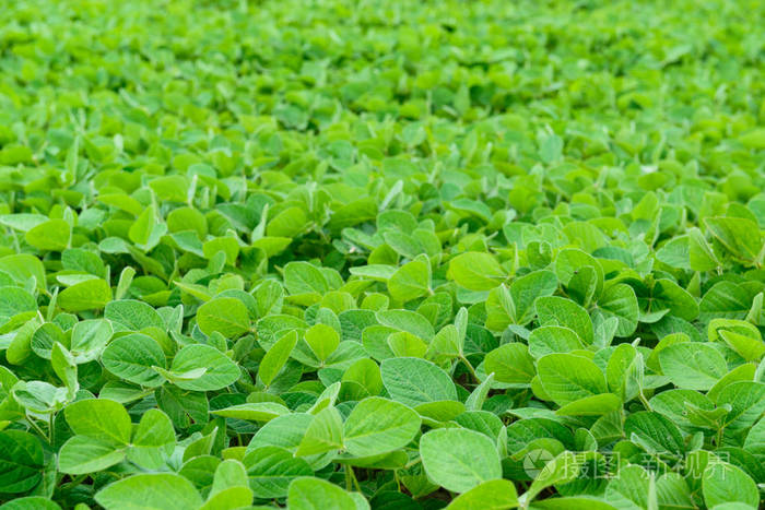 种植绿色大豆的领域 农业背景照片 正版商用图片05eg1s 摄图新视界