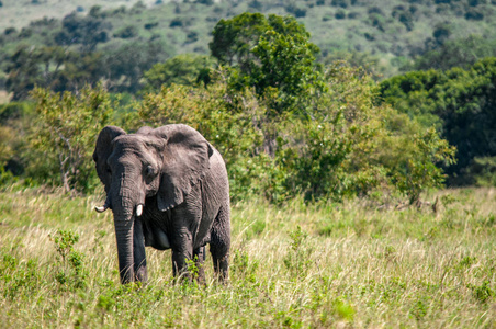 非洲大象, 非洲象属基利坎贝尔, 国家公园, 肯尼亚, 非洲, Proboscidea 秩序, Elephantidae 家庭