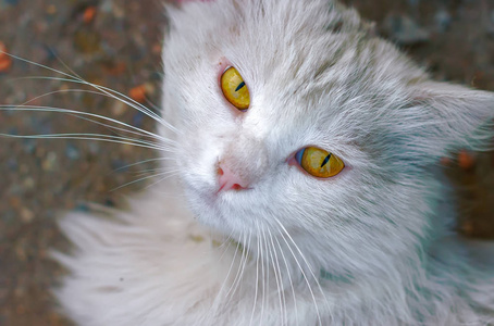 蓝色和黄色眼睛的猫照片 正版商用图片0z53br 摄图新视界 蓝色和黄色眼睛的猫照片 正版商用图片0z53br 摄图新视界