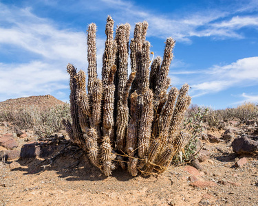 洛基海角hoodia 仙人掌植物在南非的海角, 南非照片