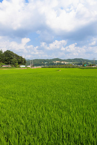 稻田的夏日景象