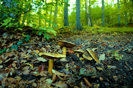 森林草地在这片草地森林蘑菇照片