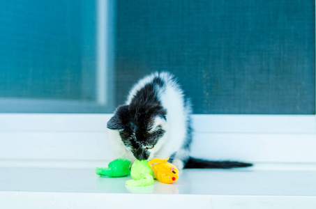 可爱的黑白小猫宠物在窗户上玩彩色人造鼠标玩具