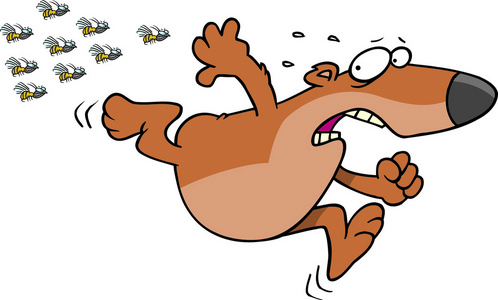 熊蜂,在白色背景上逃离照片