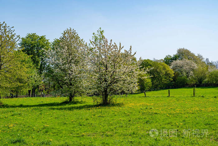 德国埃森, 一棵盛开着黄色花朵的草地上的苹果树.