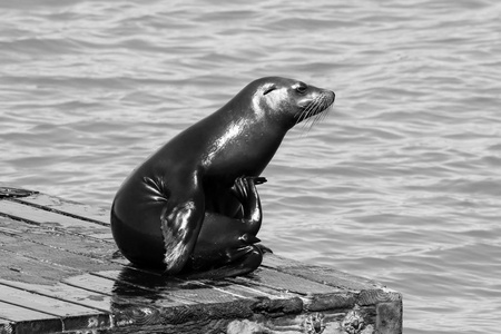 海狮在抓肚子。在旧金山码头的海狮39渔人码头已成为一个主要的旅游景点