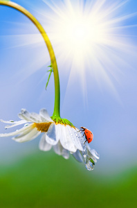 洋甘菊，瓢虫野生花卉