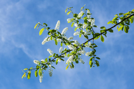 樱花枝