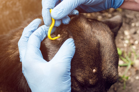 用蓝色手套的人的手用狗钩去除蜱照片