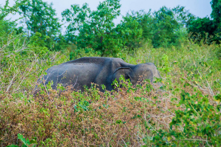 斯里兰卡大象 亚洲象属 在斯里兰卡 Uda Walawe 国家公园