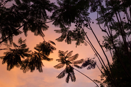 棕榈树的树枝在美丽的夏日日落的背景下