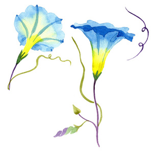 蕹蓝色。花卉植物花。野生春叶野花分离。背景质地包装图案框架或边框的水彩画野花