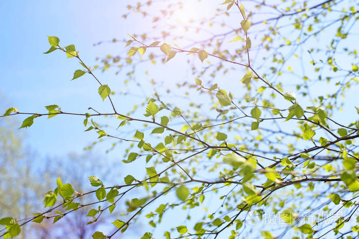 美丽的桦木树枝绿叶在天空中