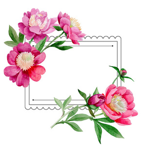 粉红牡丹。花卉植物花。野生夏叶野花框架