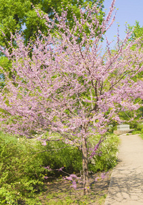紫荆黄花图片