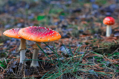 蕈欧洲森林红色有毒蕈菇照片