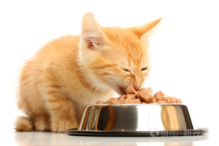 小小猫吃从钢碗