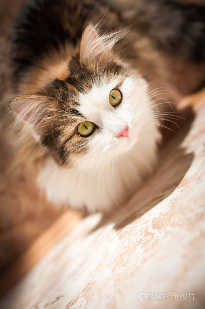 毛茸茸的红色的猫在明亮的阳光下休息