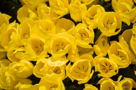 盛开的五颜六色的郁金香花在花园作为花卉背景