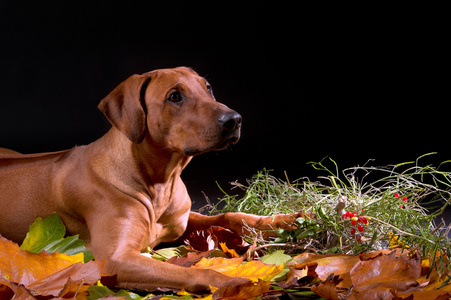 罗得西亚 ridgeback 狗在秋天叶子工作室