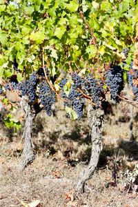 与蓝色葡萄在法国阿基坦大区，波尔多地区的葡萄园