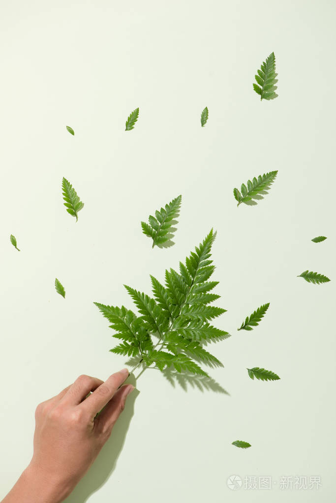 在白色背景上的树叶