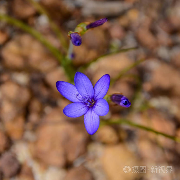 南非开普敦 geissorhiza 土牛花的特写
