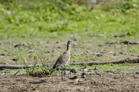 栏尾 godwit