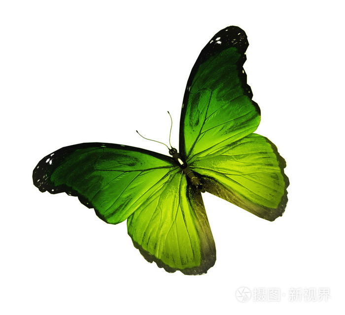 绿色蝴蝶飞孤立上白