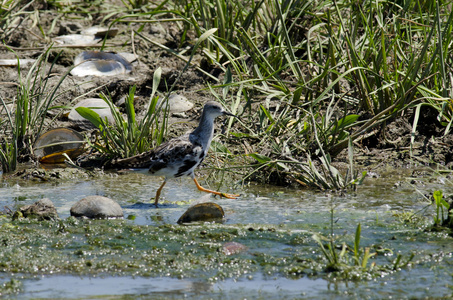 黑尾的 godwit