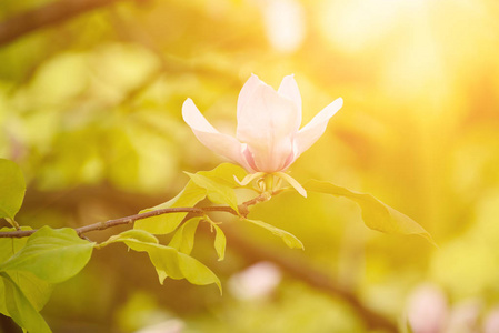 木兰的春天的花朵