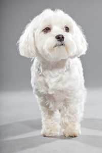 可爱白色年轻 malteser 狗。工作室拍摄