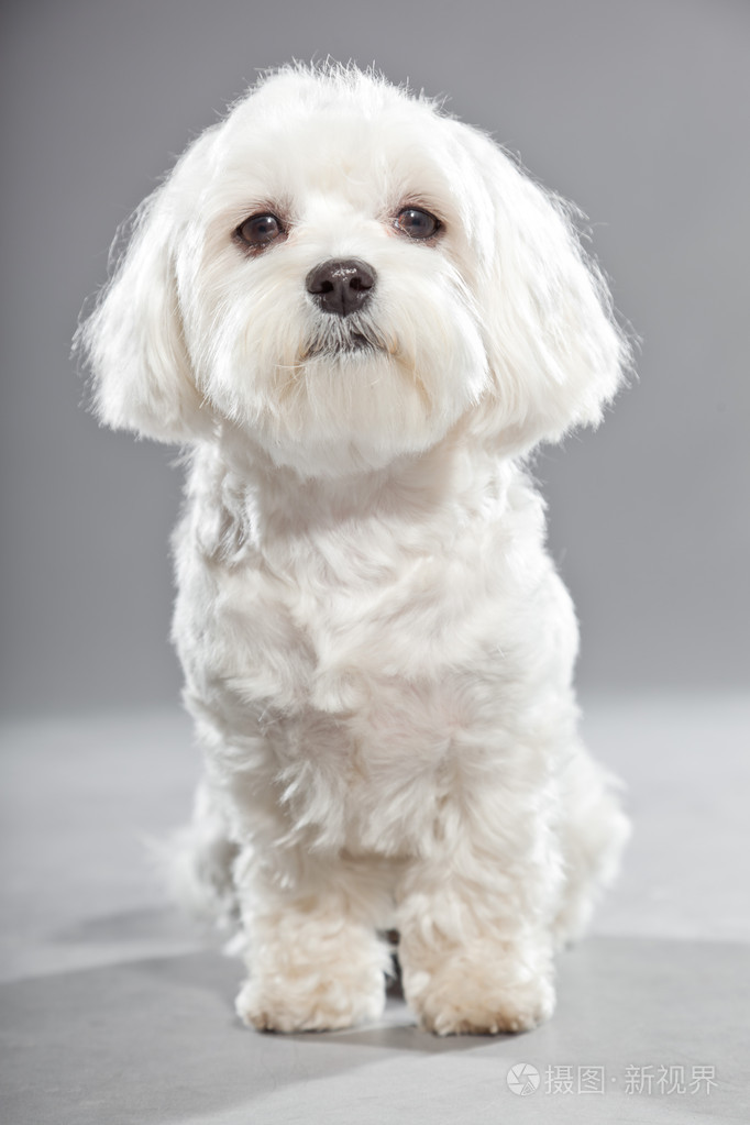 可爱白色年轻 malteser 狗.工作室拍摄