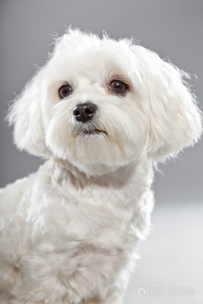 可爱的白色小马尔济斯犬.工作室拍摄