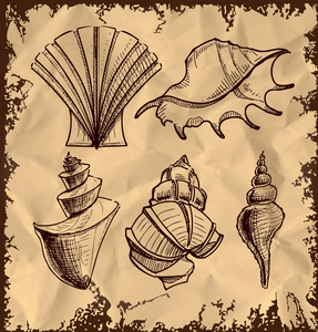 海贝壳集合。手绘图素描矢量图