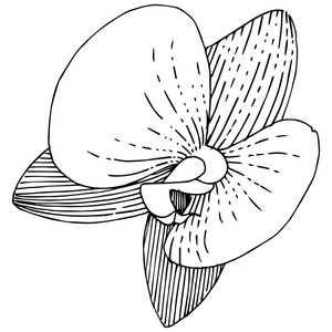 兰花花在矢量风格隔离