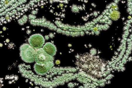 绿色模子在黑色背景, 抽象例证由塑造的蘑菇创造, 特写生物背景