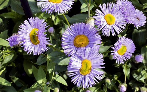 melkolepestnik美丽的花朵 melkolepestnik 拉丁文名灯盏花照片