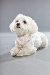 微马耳他小狗垂直可爱的白色小马尔济斯犬.工作室拍摄照片