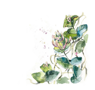 金银花背景图片