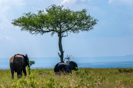 非洲大象, 非洲象属基利坎贝尔, 国家公园, 肯尼亚, 非洲, Proboscidea 秩序, Elephantidae 家庭