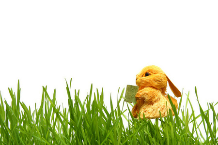 复活节兔子在草