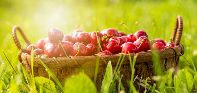 美味的樱桃聚集在草地上, 上面放着绿色背景的篮子。