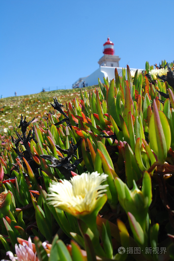 灯塔和 cape roca 草