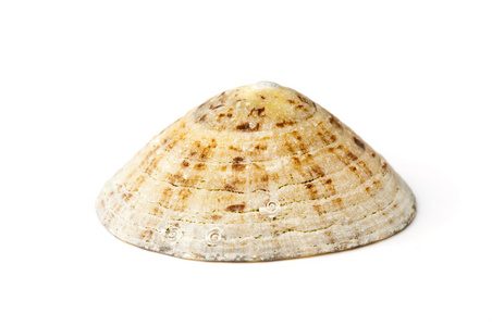 patella普通的limpet(粗俗的patella)照片