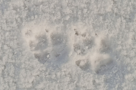 狐狸脚狐狸的脚印照片