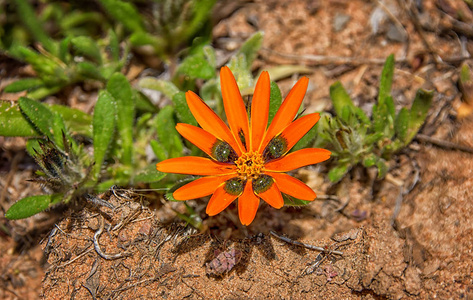 南非马夸兰 Gorteria 白花野花