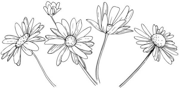 雏菊在矢量样式隔绝了。植物全名 黛西。背景纹理包装图案框架或边框的矢量花